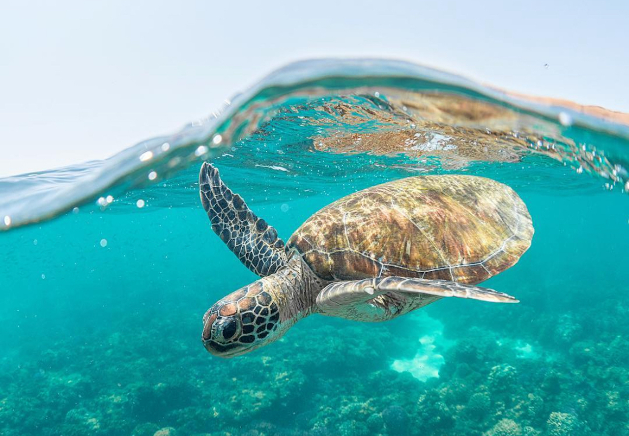 Daymaniyat Island Snorkeling: A Paradise for Sea Enthusiasts